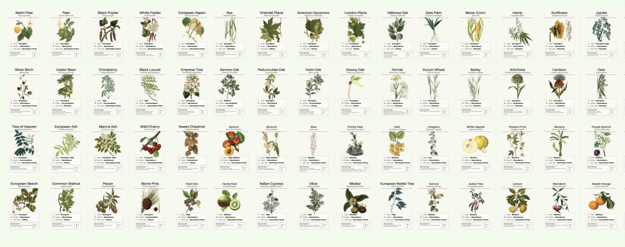 The 36 plant cards