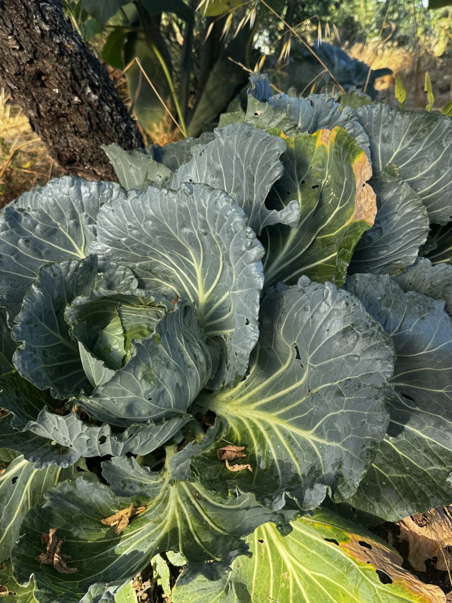 Kale (cavolo nero)