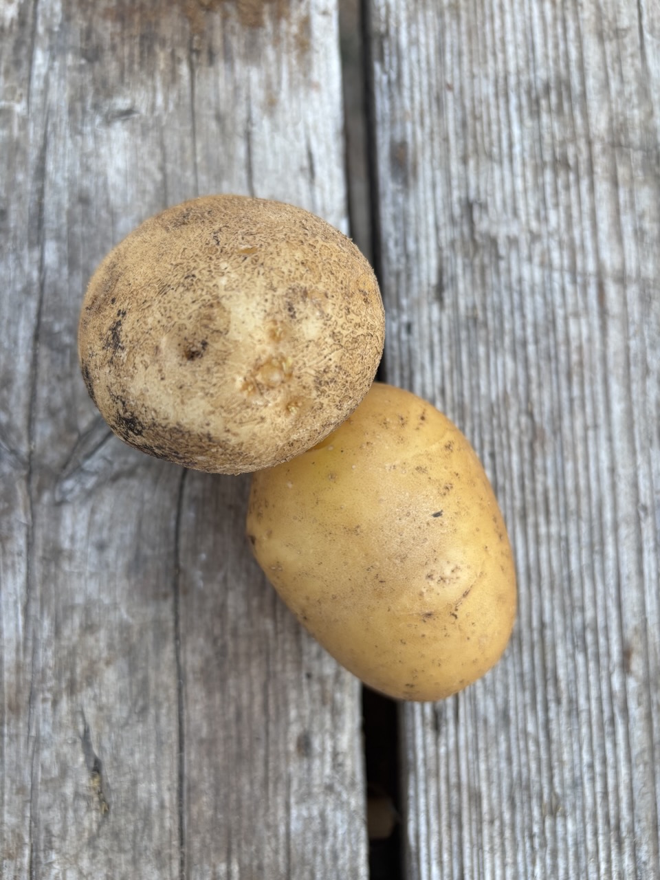 Patate