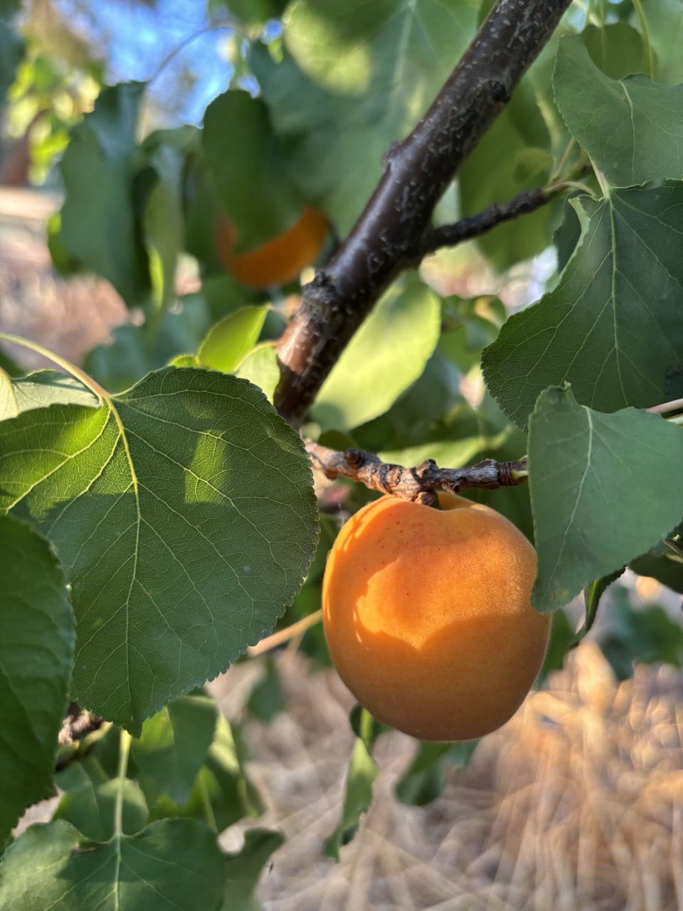 Albicocche