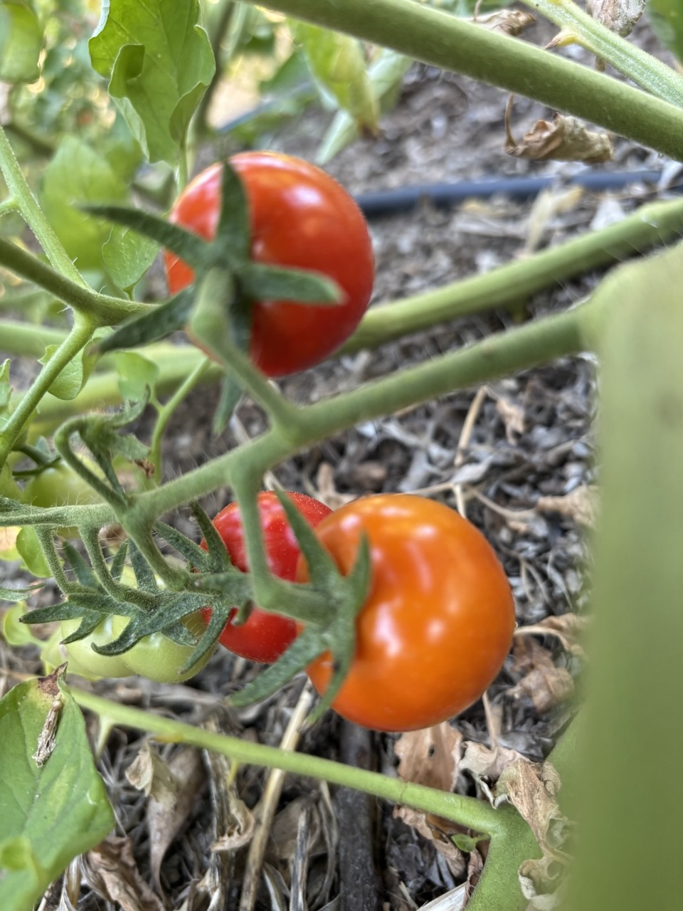 Pomodori ciliegino