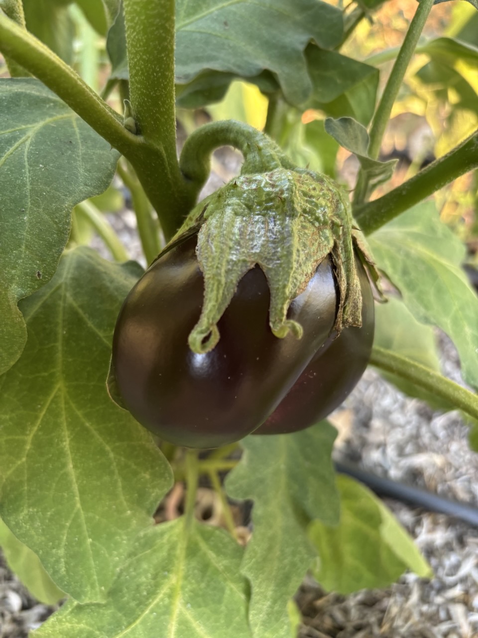 Melanzane