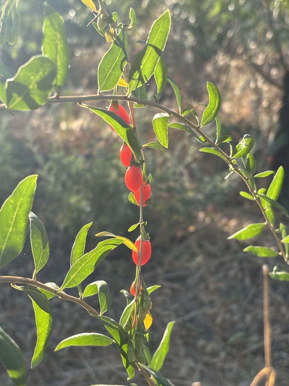 Goji