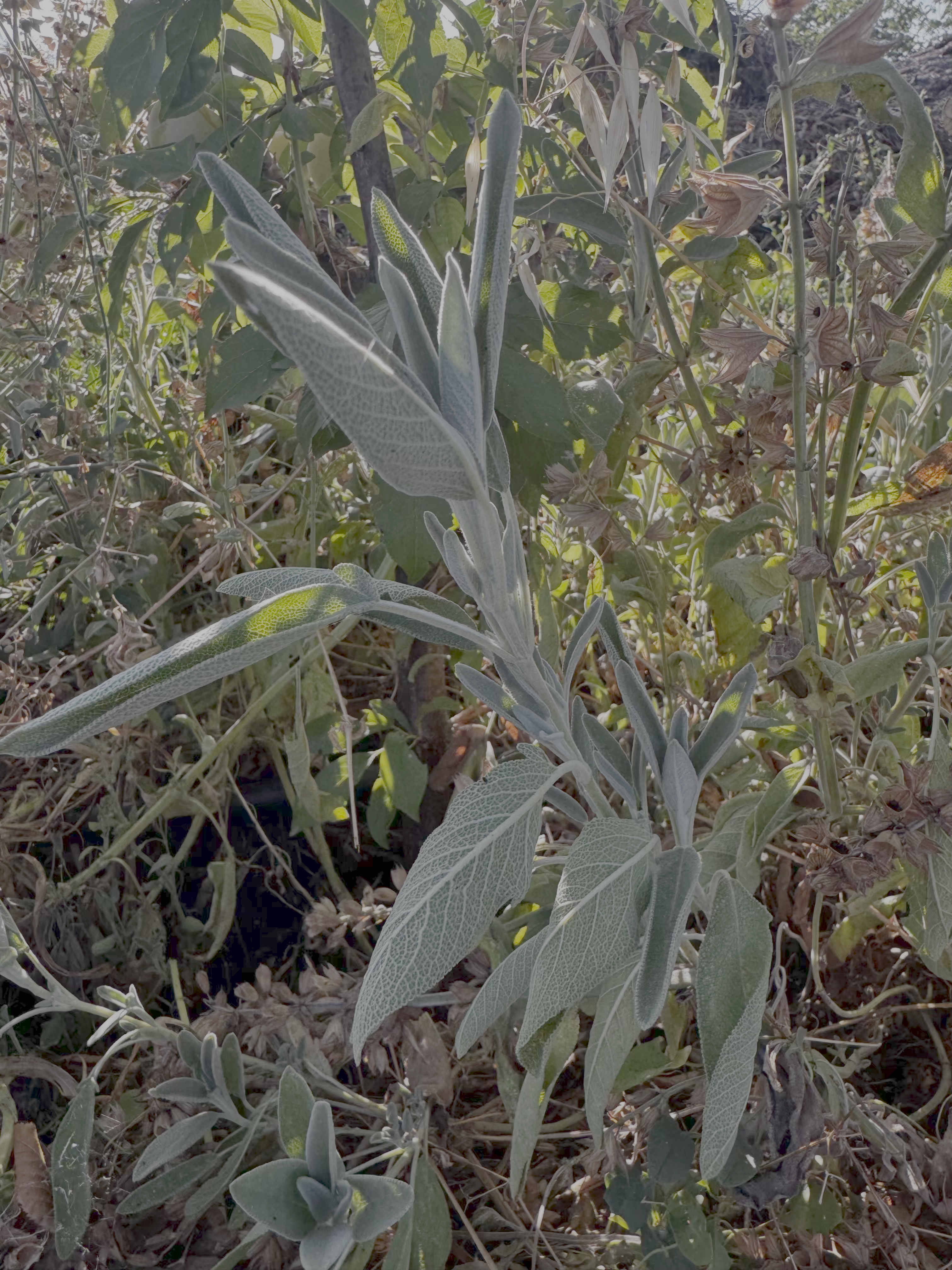 Salvia