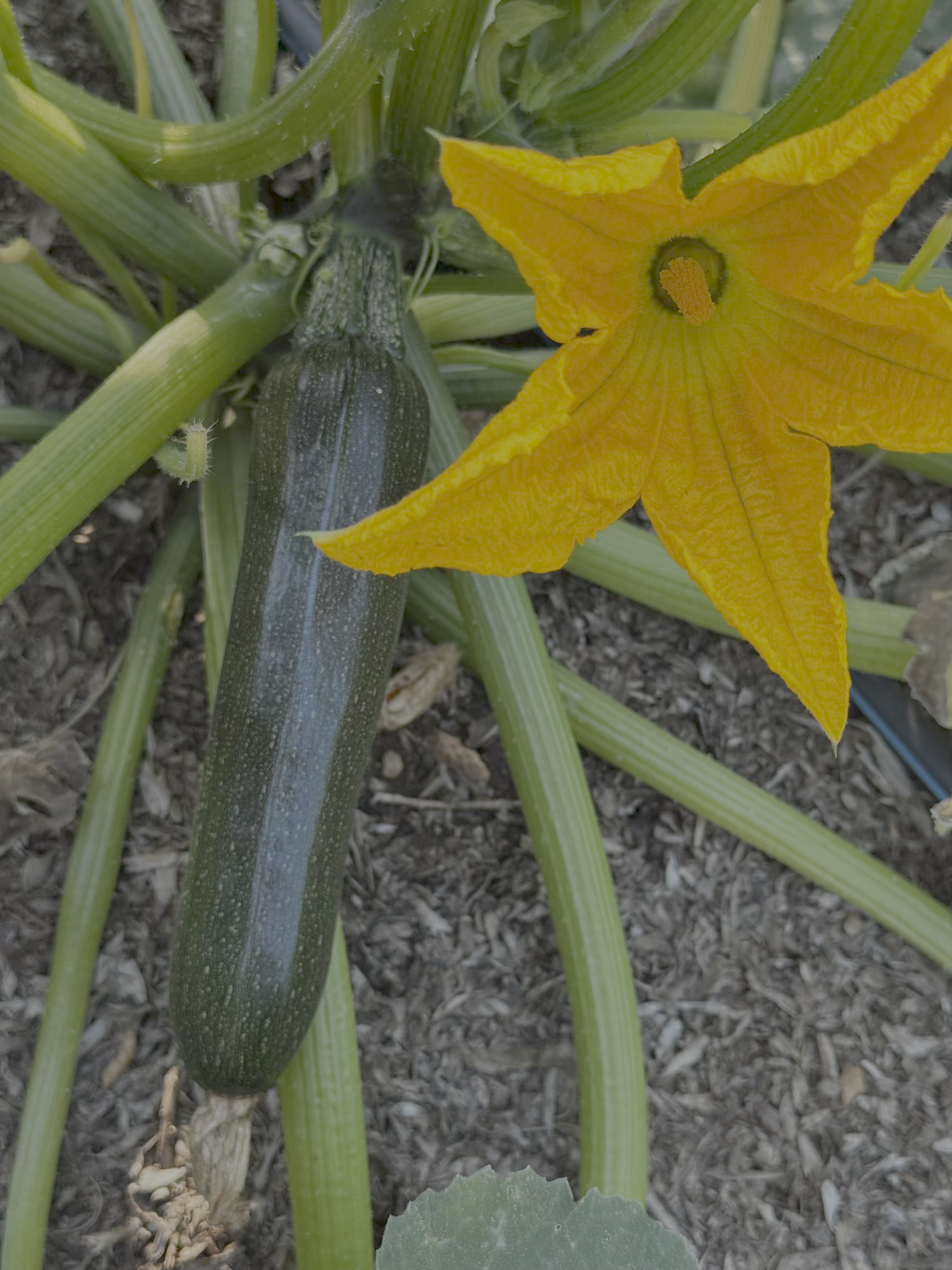 Zucchine